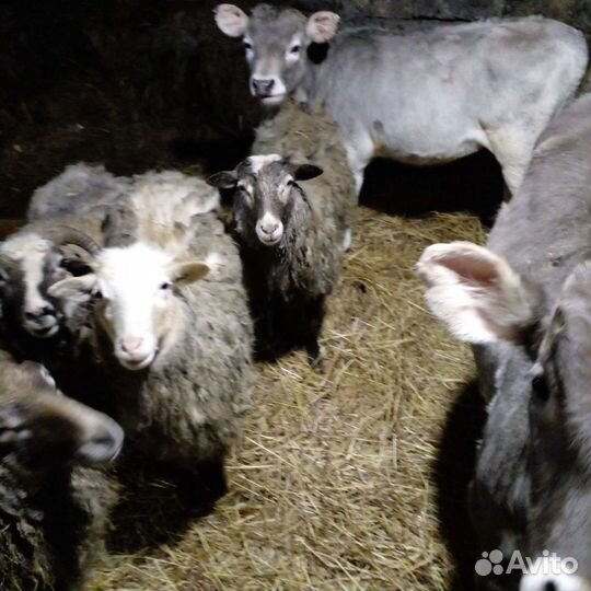 Овцы,телята, бык