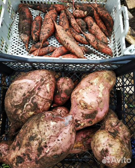 Продам батат