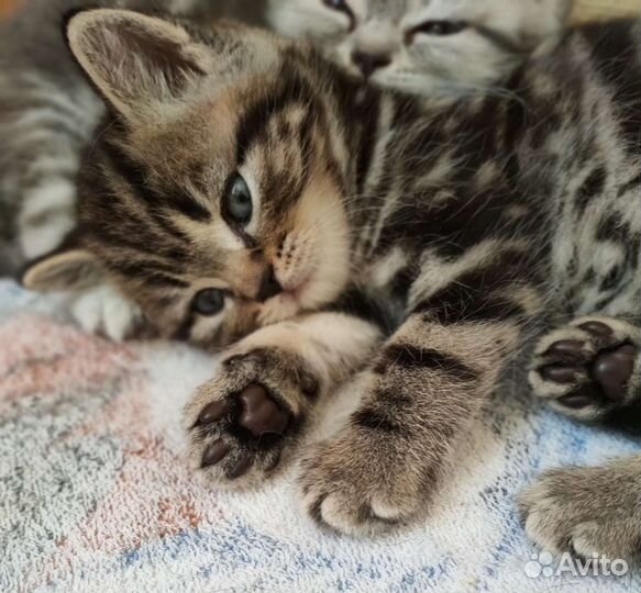 Шотландский кот