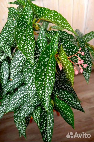 Бегония Рекс Кейн Хотспот