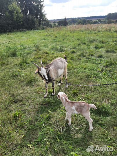 Нубийские козлята