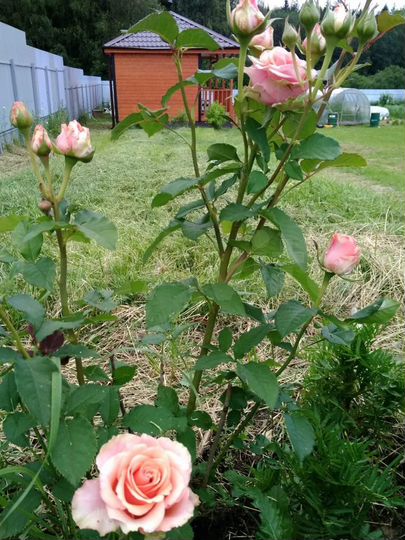 Дом 27 м² на участке 16 сот.