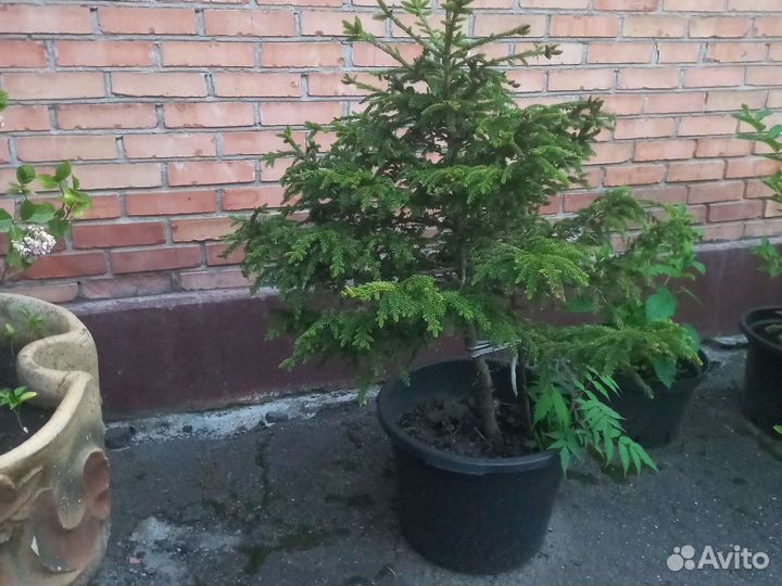 Ель обыкновенная