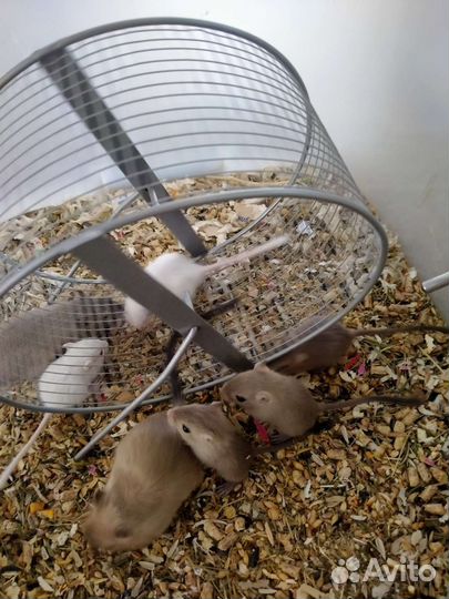 Мышки песчанки