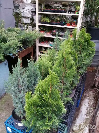 Вечнозеленые кустарники, хвойные растения, цветы