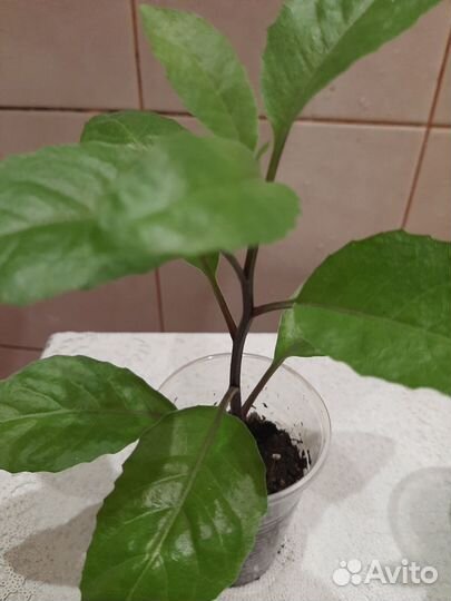 Джинура лечебная