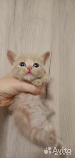 Кошки в добрые руки бесплатно
