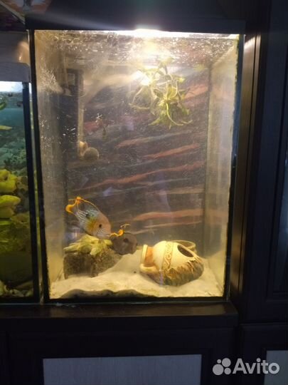 Аквариумы 80 и 40 литров со всеми атрибутами