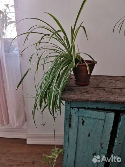 Хлорофитум Милли