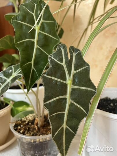 Алоказия Полли