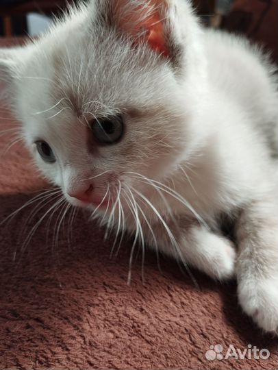 Котенок мальчик