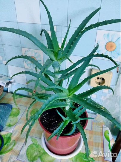 Алоэ лечебный