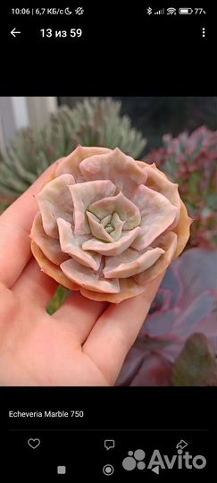 Суккуленты