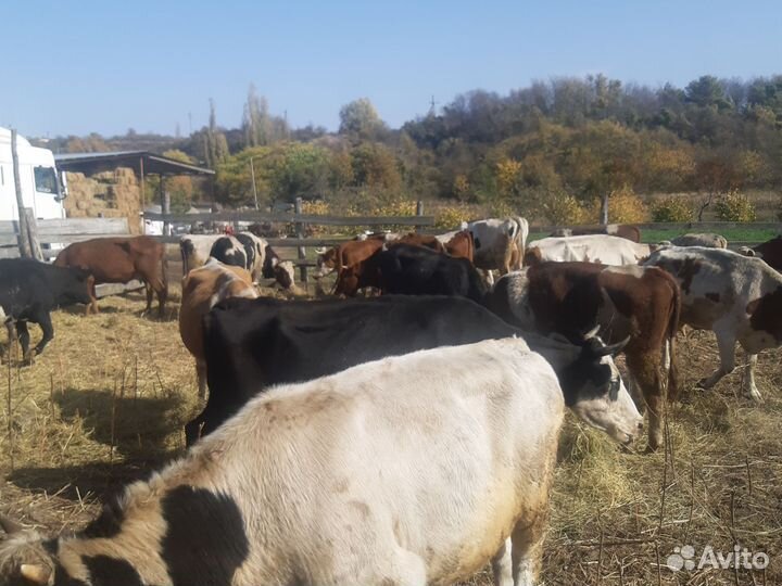 Коровы быки телки