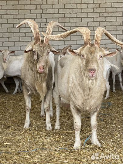 Козел зааненский