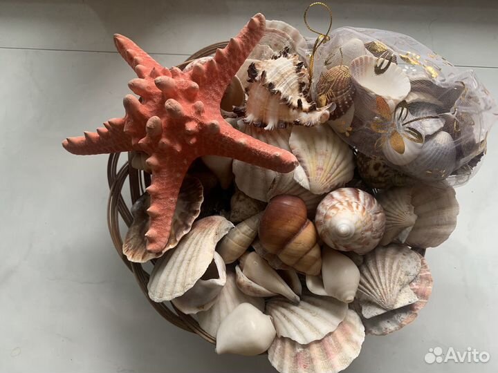 Ракушка набор ракушек