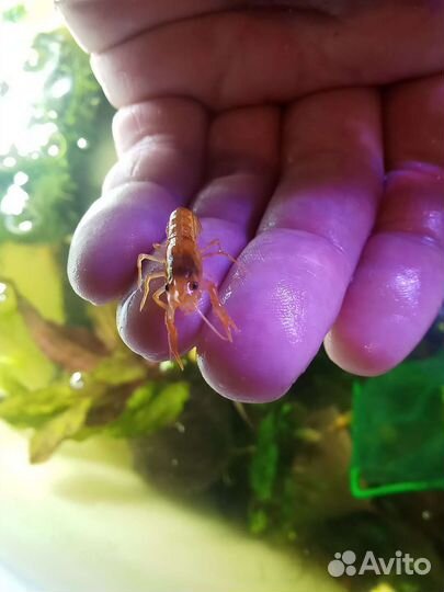 Аквариумные рыбки