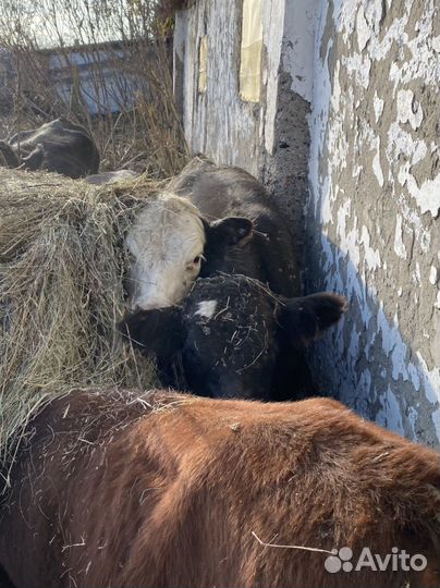 Бычки и телки