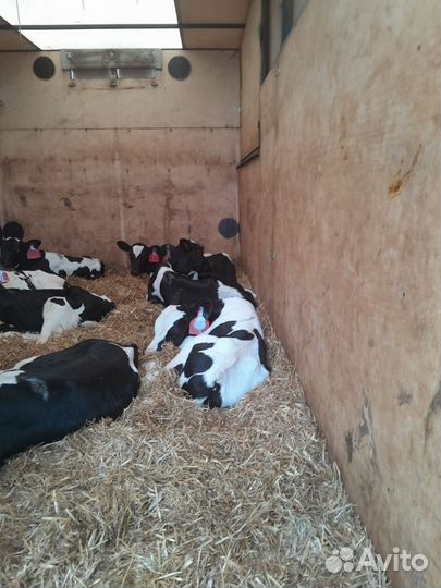 Быки и телки