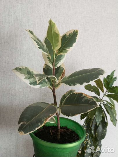 Цветы комнатные