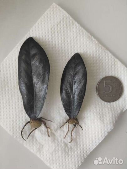 Комнатные растения #3