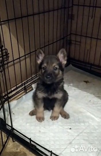 Щенок девочка из приюта, в добрые руки