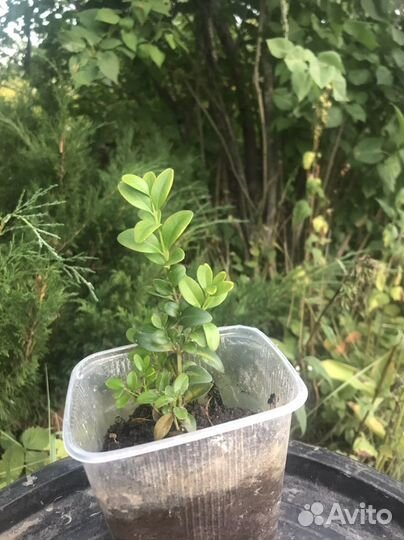 Саженцы самшита