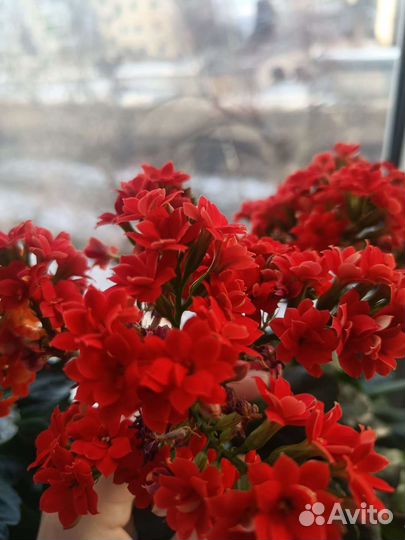 Каланхоэ красный, оранжевый, розовый