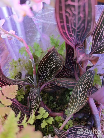 Лудизия - драгоценная орхидея