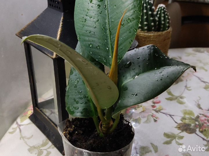 Фикус каучуковый