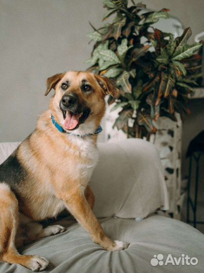 Собака в добрые руки