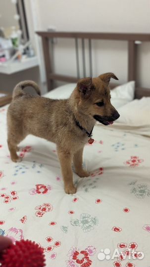 Щенок девочка 3 мес в дар