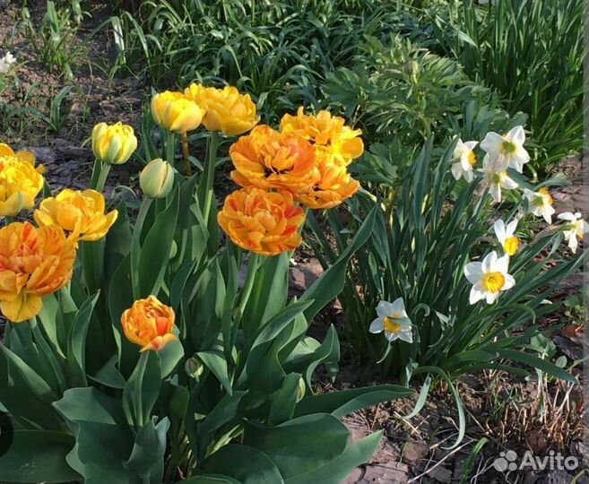 Тюльпан махровый луковицы