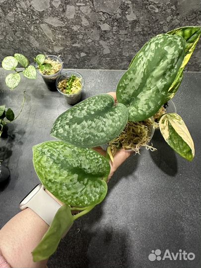 Монстера карстениум вариегатная