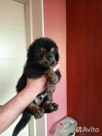 Тибетский мастиф щенки