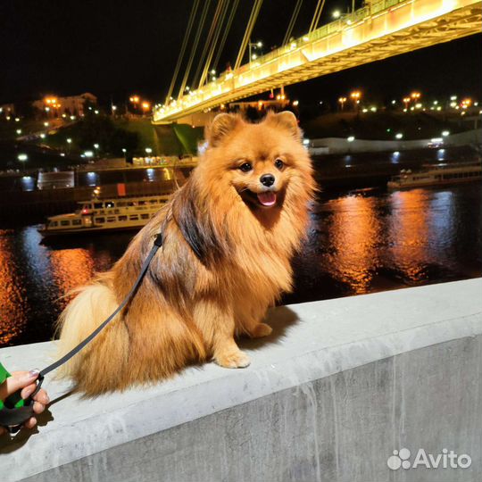 Шпиц вязка кобель