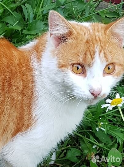 Кот