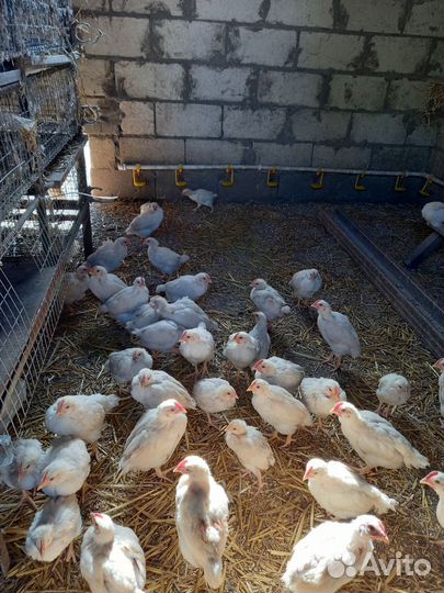 Петушки подрощенные