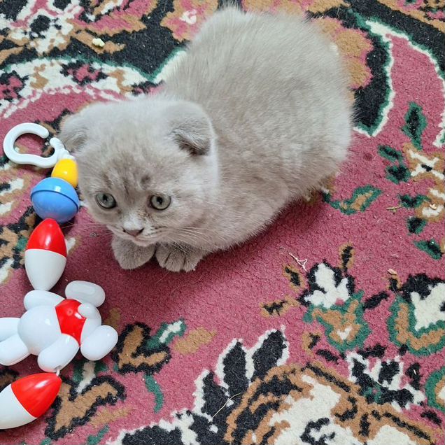 Шотландский вислоухий короткошёрстный котёнок