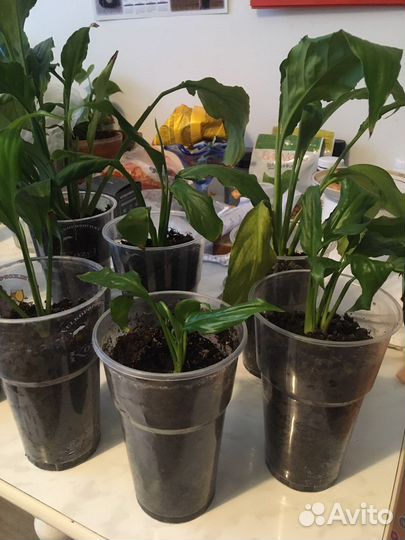 Спатифиллум