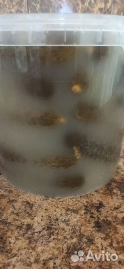 Огурцы соленые бочковые