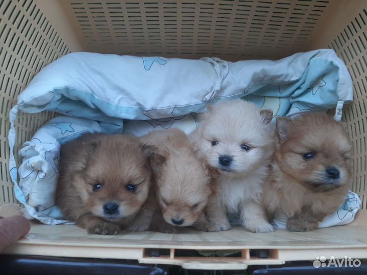 Щенки шпица мини