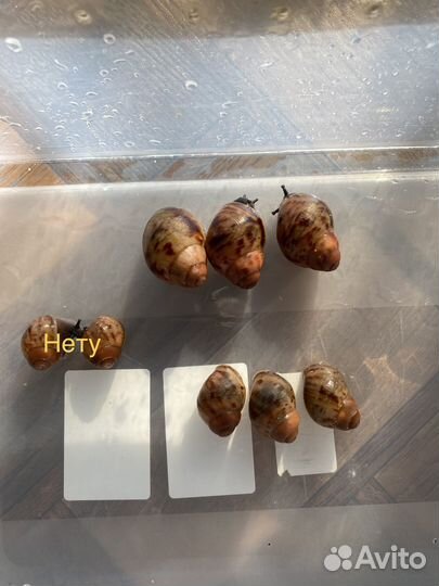 Продам улиток архахатина маргината сутуралис