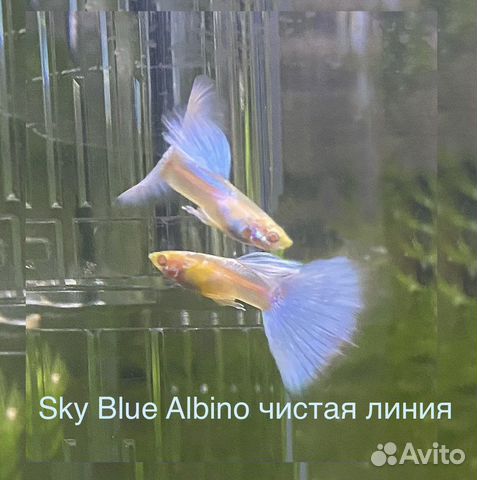 Аквариумные рыбки гуппи