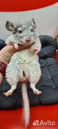Шиншилла