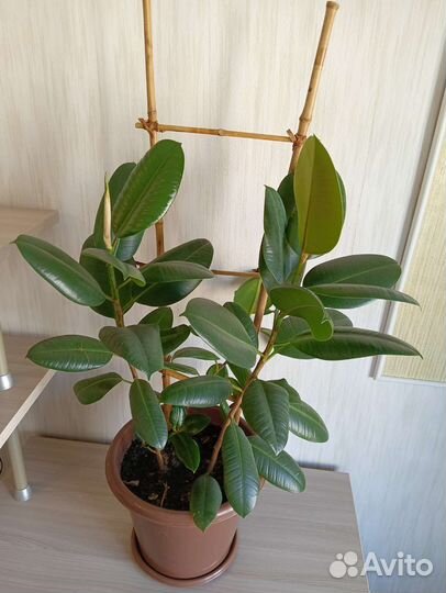 Три фикуса в одном горшке
