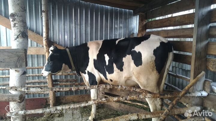 Продам телку