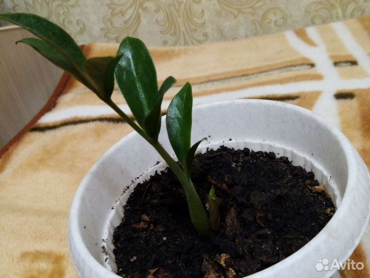 Замиокулькас