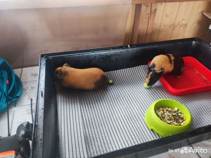 Морская свинка в добрые руки