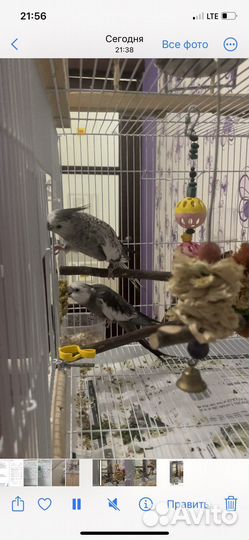 Корелла пара